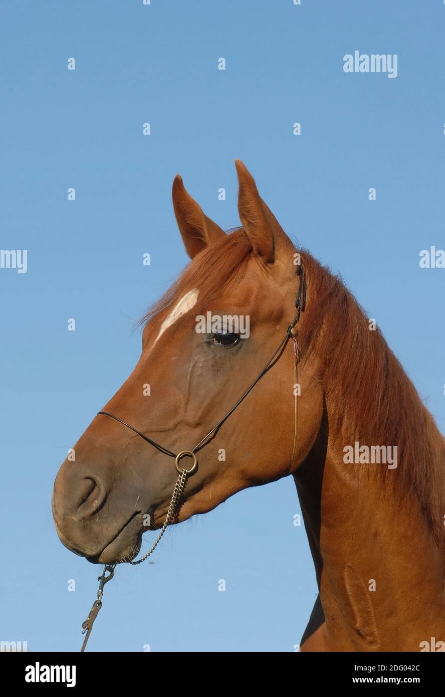 German riding horse, German Riding Horse Stock Photo Alamy
