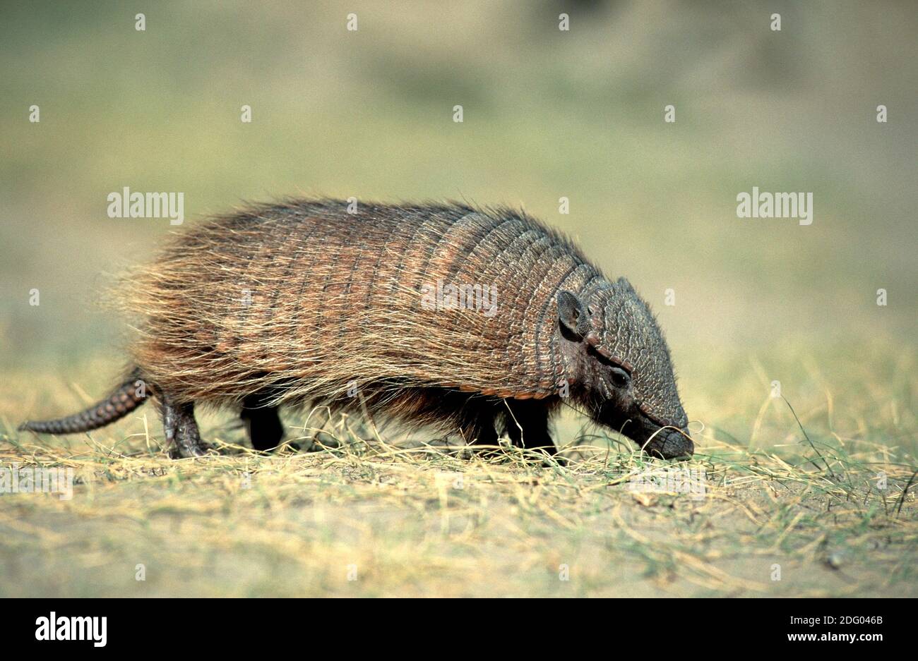 South american armadillo hi-res stock photography and images - Page 3 -  Alamy