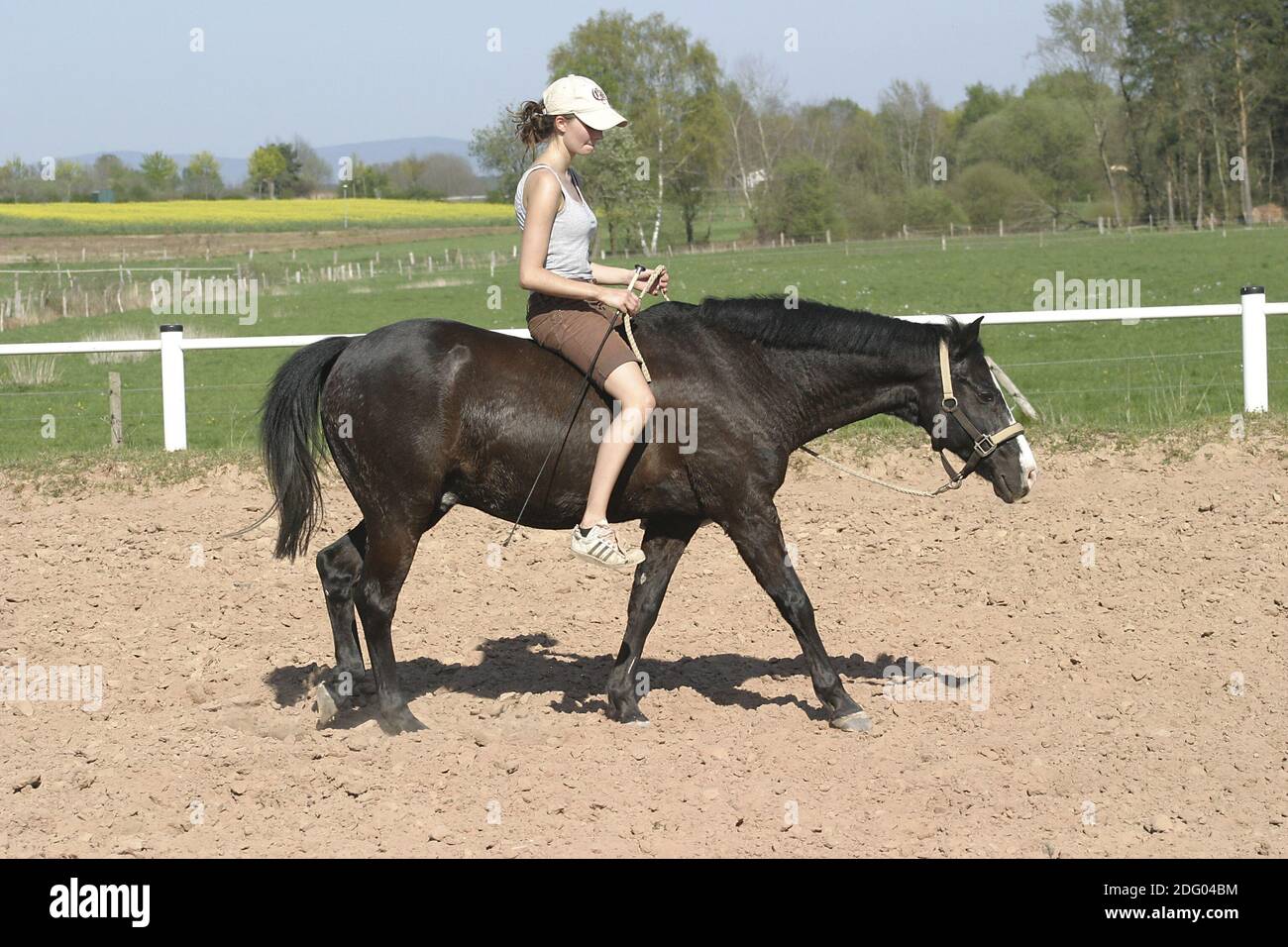 Deutsches Reitpony, German Riding Pony, Riding without Saddle Stock Photo