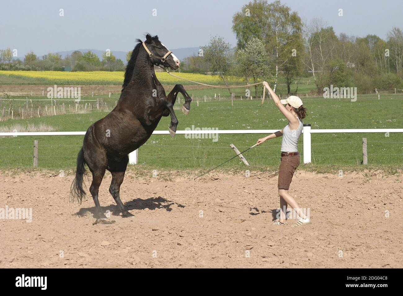 Climbing exercise with german riding pony, rise-training with german riding pony Stock Photo