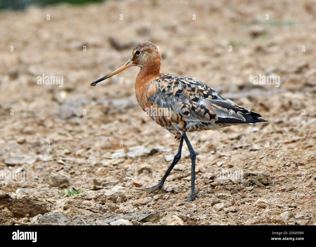 Wading bird at RSPB Frampton Marsh Nature Reserve, Lincolnshire, UK Stock Photo