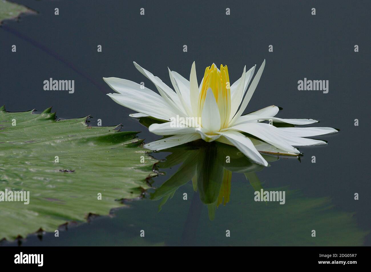Egyptian Lily High Resolution Stock Photography and Images - Alamy