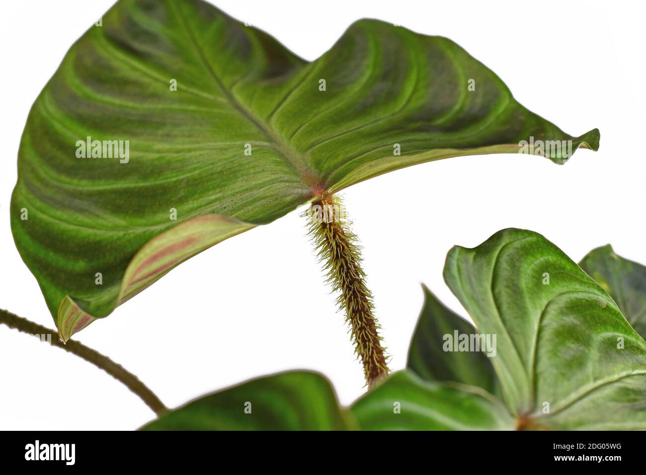 Close up of hairy petiole of tropical 'Philodendron Verrucosum' houseplant with dark green veined velvety leaves isolated on white background Stock Photo