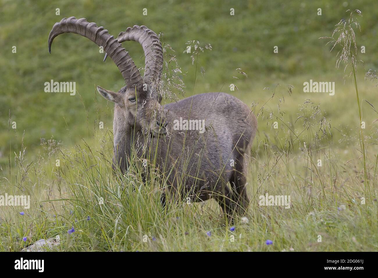 Alpine Ibex Stock Photo