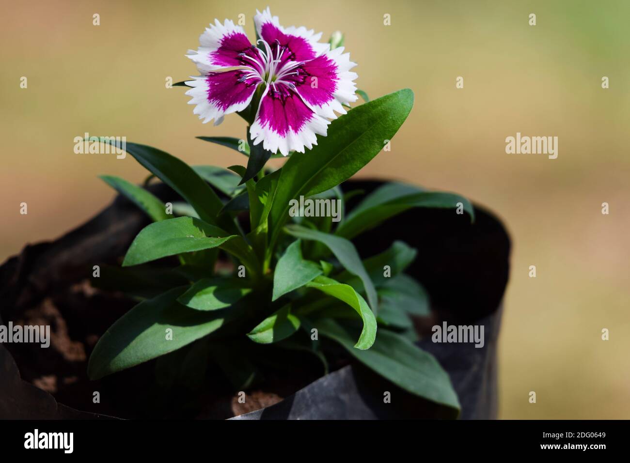 Closeup of Beautiful Purple-White variety features purple flowers with white accents. Bicolor Dianthus Sweet williams in sunlight during winter mornin Stock Photo