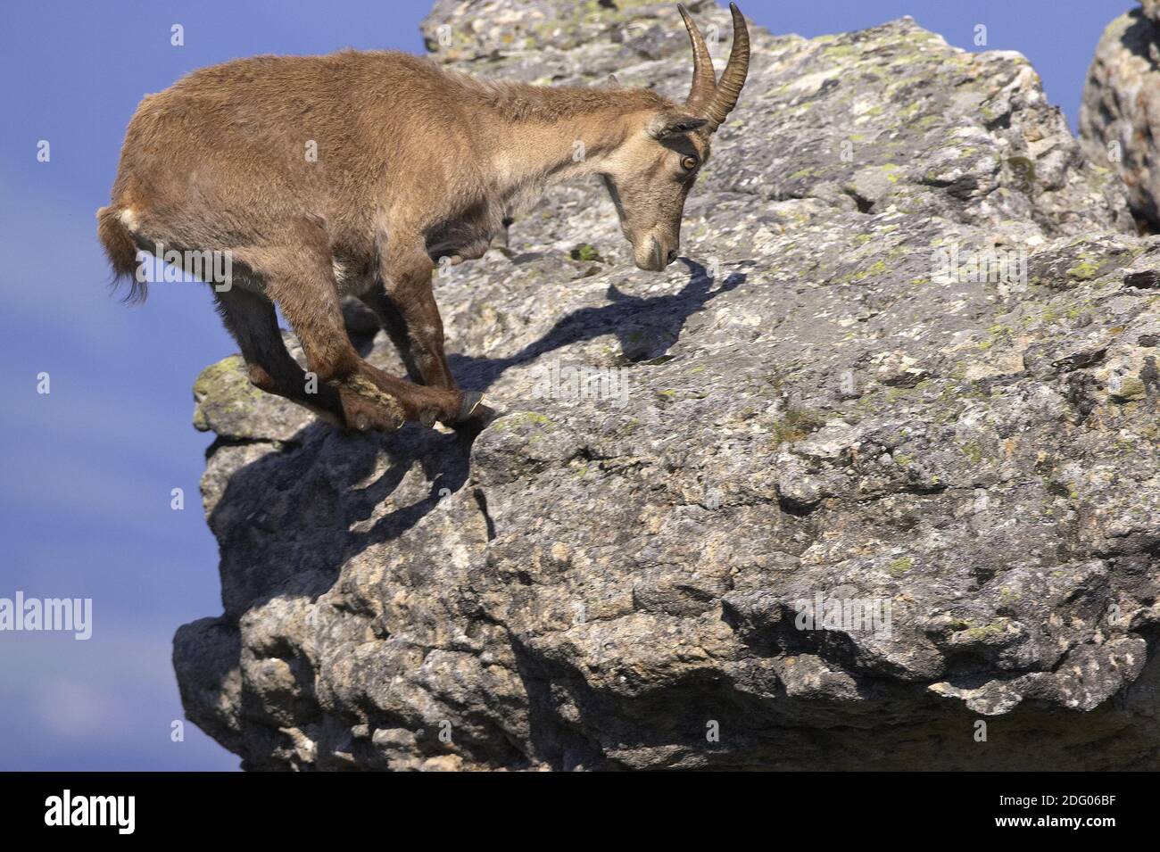 Alpine Ibex Stock Photo