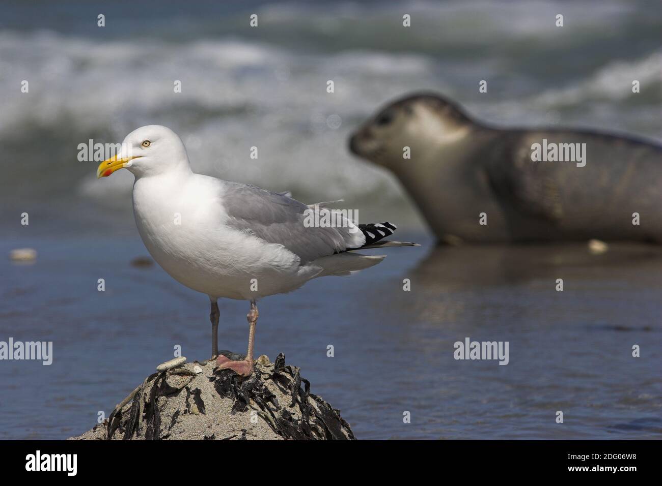 Herring Gull Stock Photo