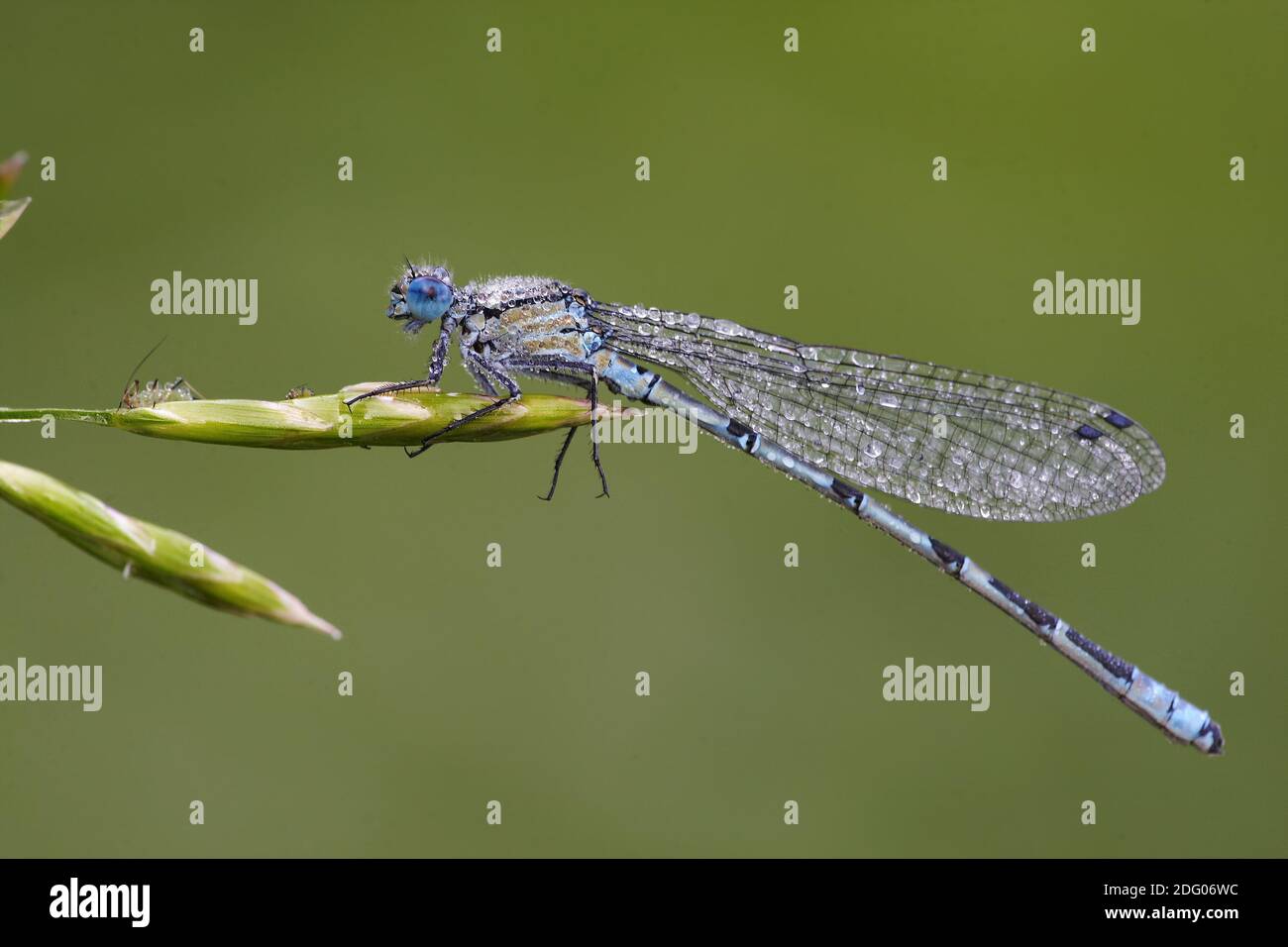 Common Emerald Damselfly Stock Photo - Alamy