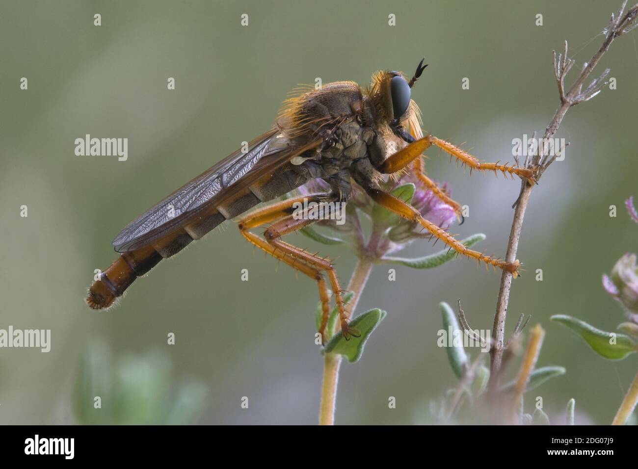 Robber fly Stock Photo