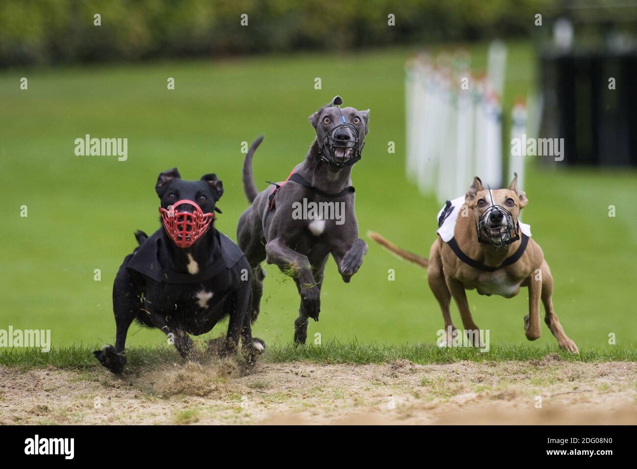 Three dogs at the greyhound racing Stock Photo