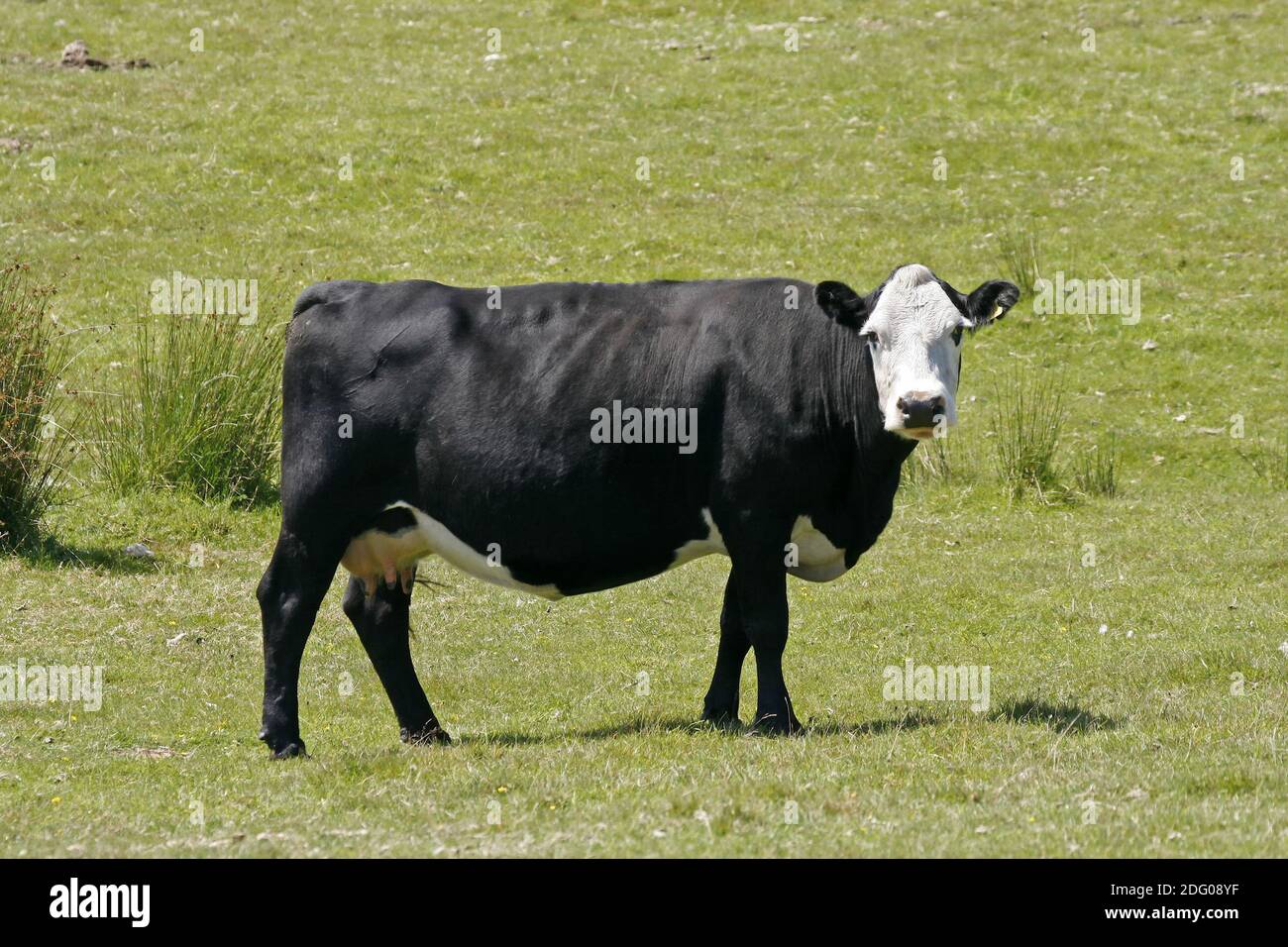 Cow, Bodmin Moor, Colli Ford Lake, Cornwall, southwest England Stock Photo