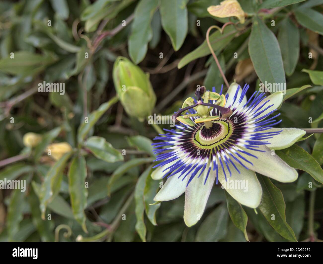 Passion flower Passiflora Passionflower on a green garden background Stock Photo