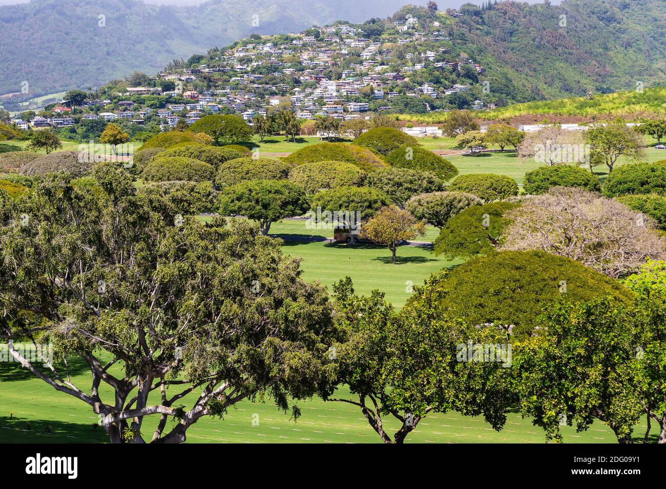 Monkey pod tree hires stock photography and images Alamy