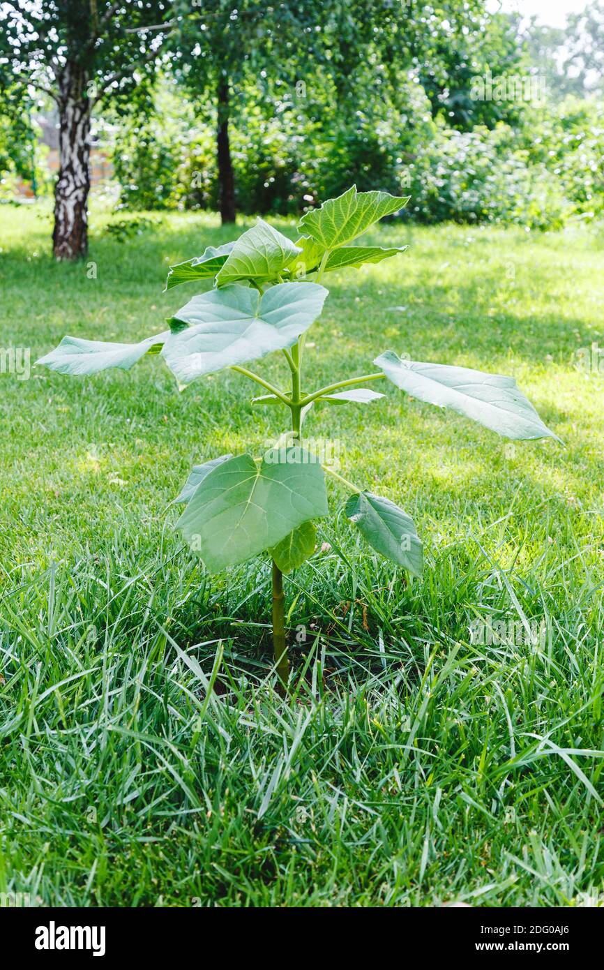 Young tree seedling of Paulownia tree in green grass lawn. newly planted Paulownia tomentosa or Empress tree. Stock Photo