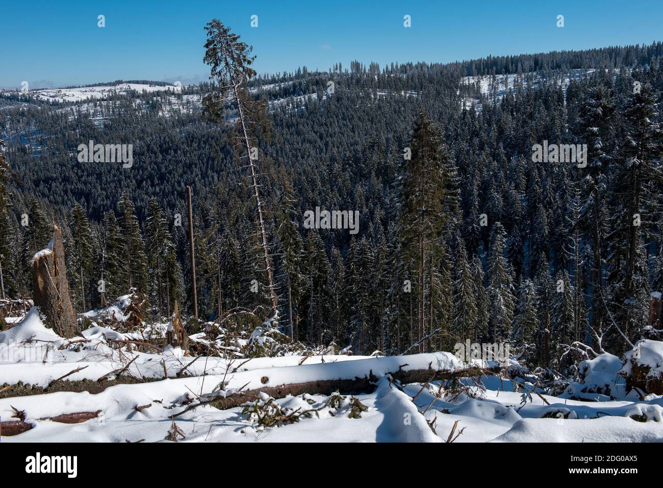 Winter pine tree forest destroyed, affected by a powerful snowstorm. Natural disaster Stock Photo