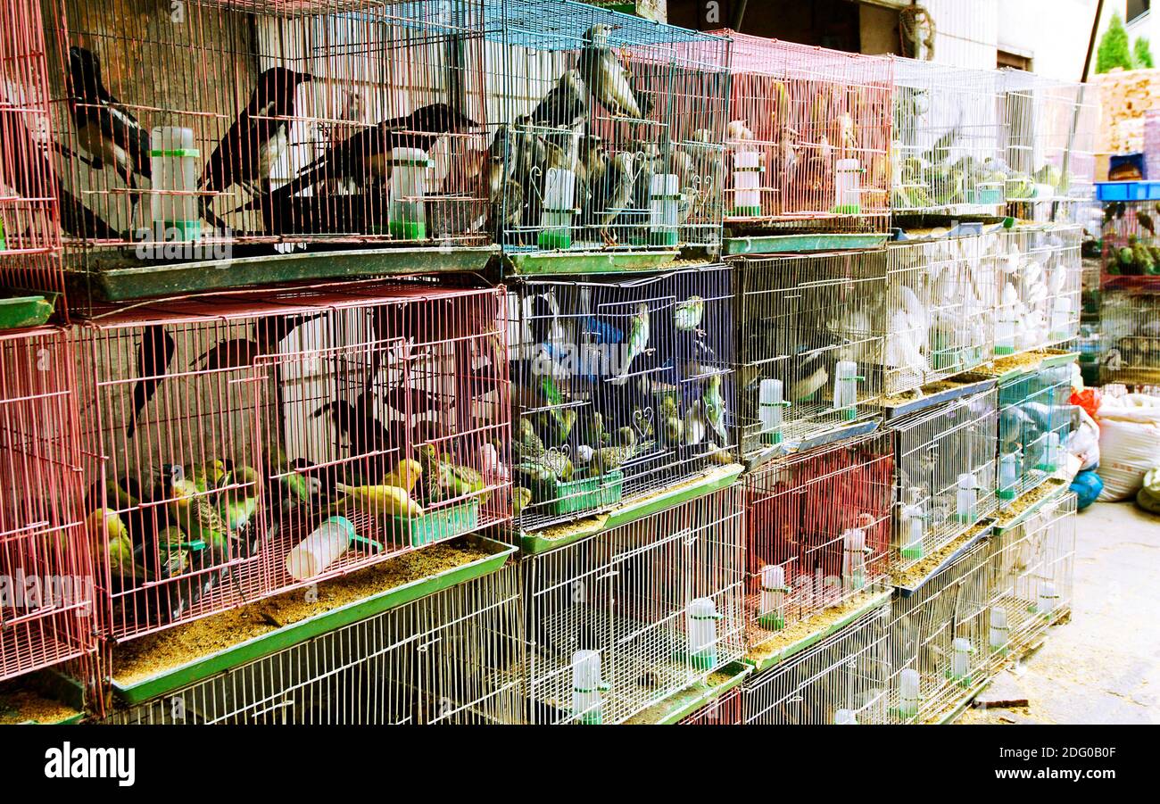 Bird market Stock Photo Alamy