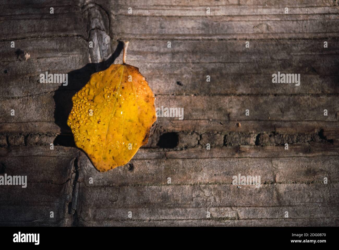 Maple leaf dew drops hi-res stock photography and images - Alamy