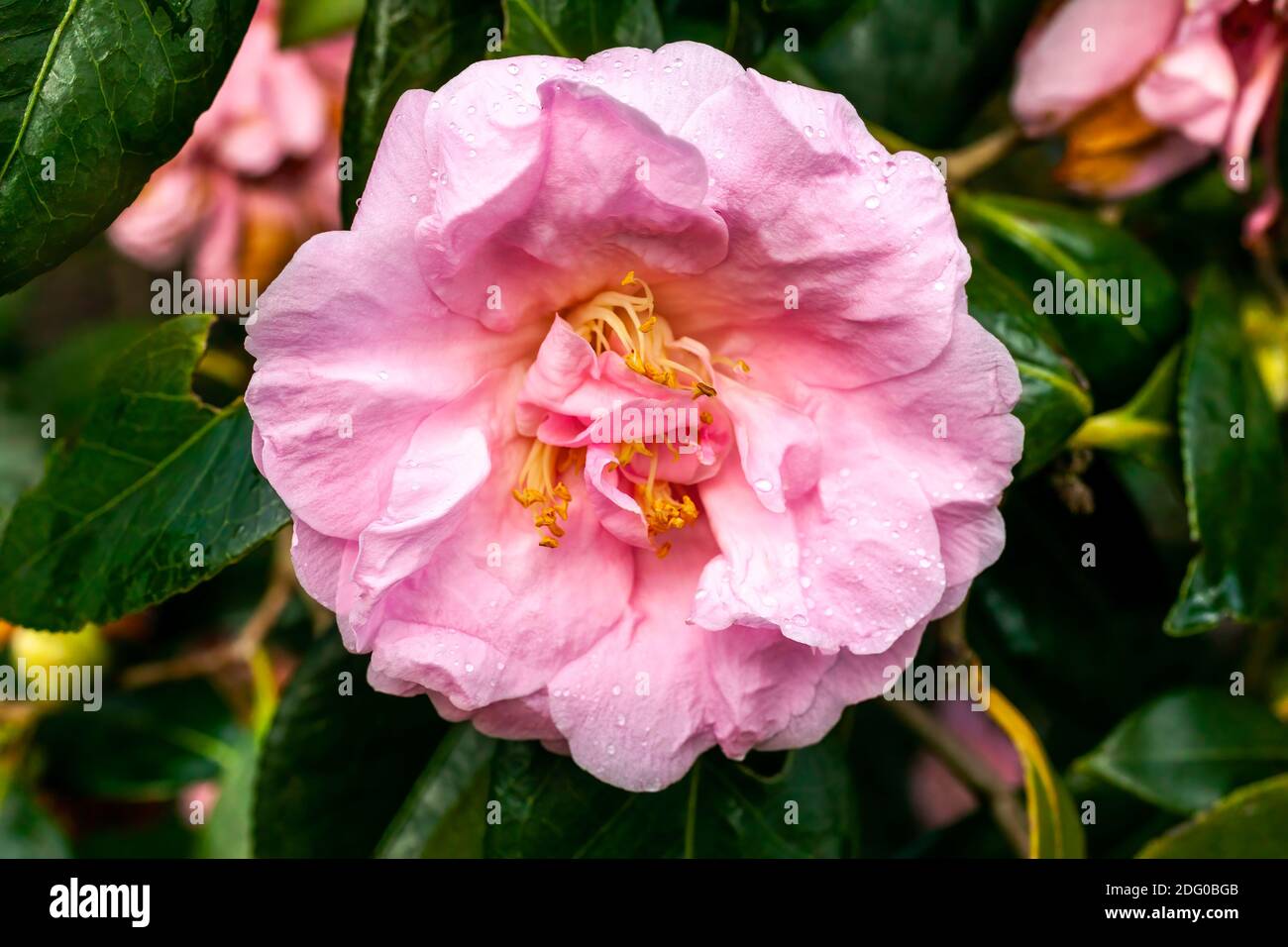 Camellia x Williamsii 'Exaltation' a spring summer shrub plant with a winter springtime pink  flower stock photo image Stock Photo
