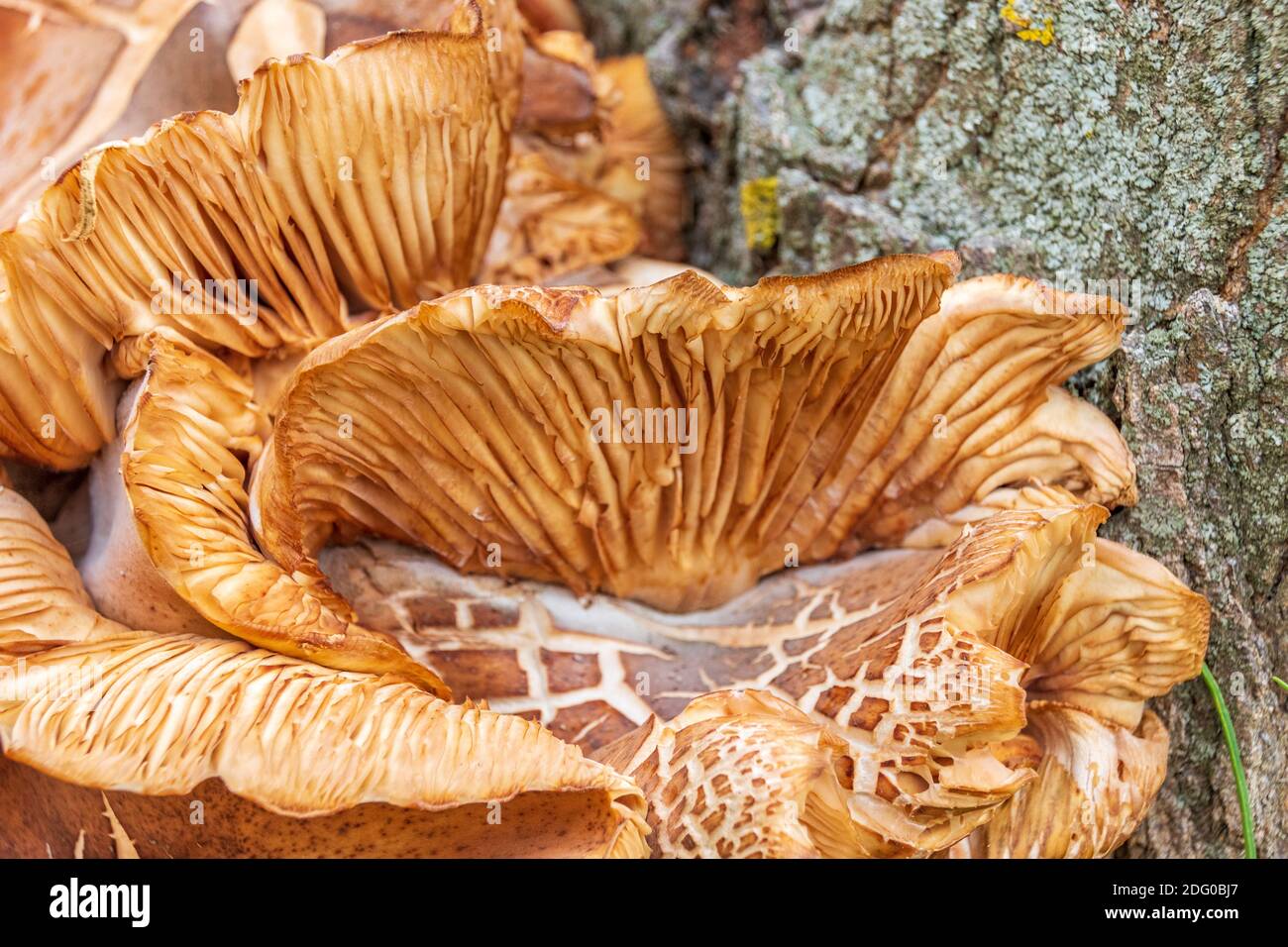 Armillaria mellea, honey fungus Growing Around the Base of a Mulberry Tree Stock Photo