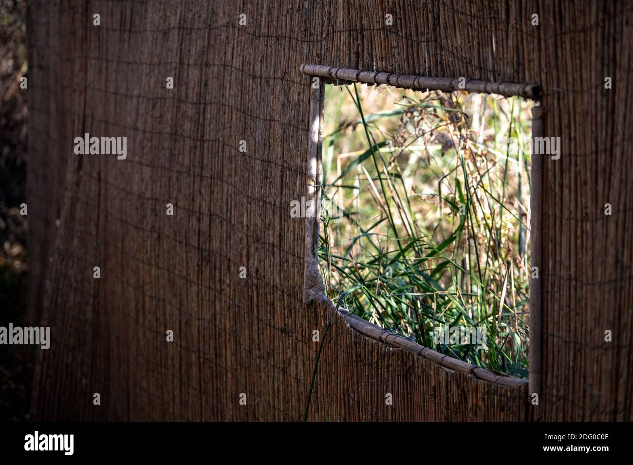 Water Reed Windows reed window for bird watching in a lagoon with dark brown texture and ...