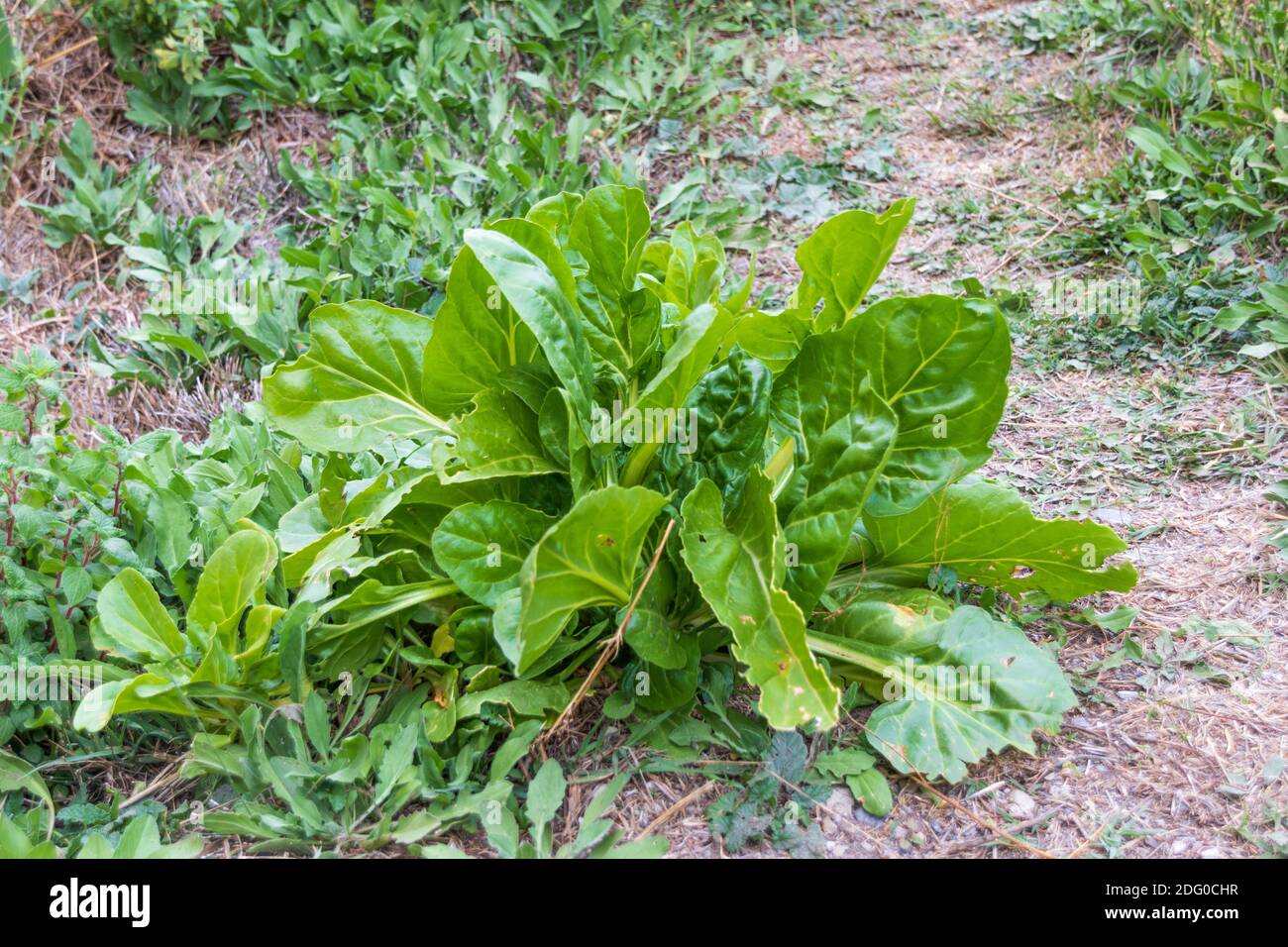 Beta vulgaris, Swiss Chard Plant Stock Photo