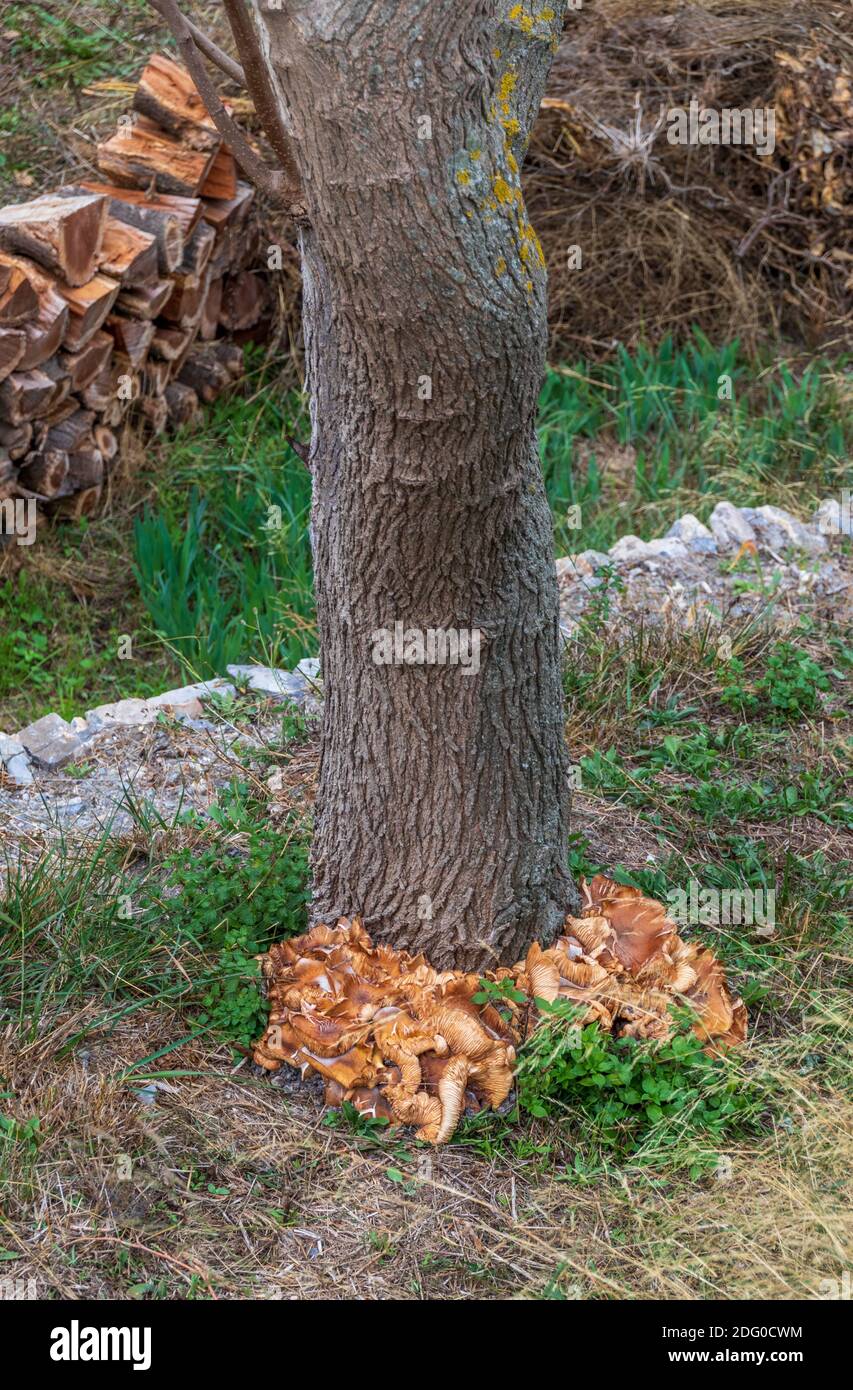Fungal Mycelium High Resolution Stock Photography and Images - Alamy