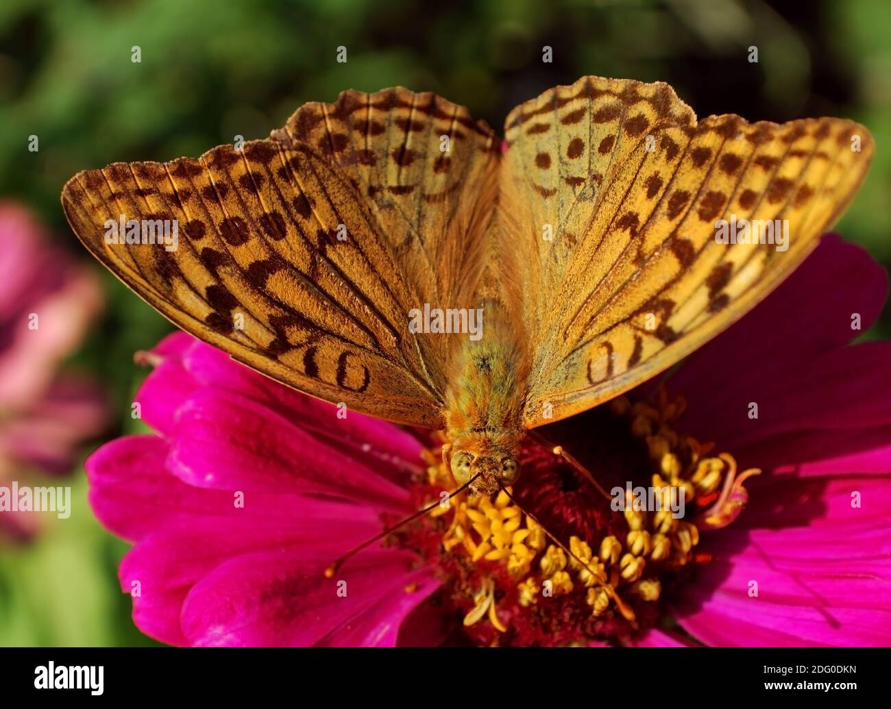 Beautiful butterfly. macro Stock Photo