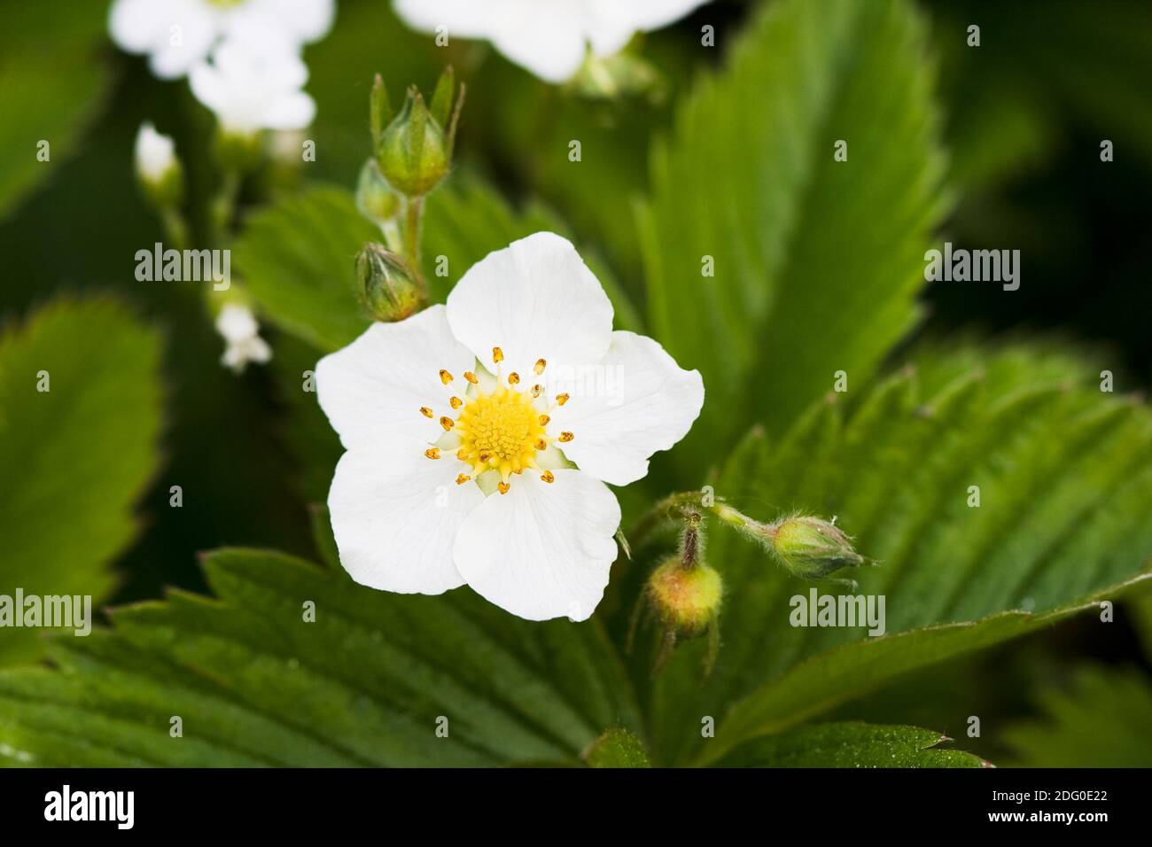 White card strawberry design hi-res stock photography and images - Alamy