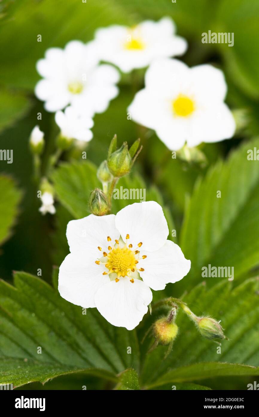 Ornamental strawberry plant hi-res stock photography and images - Alamy