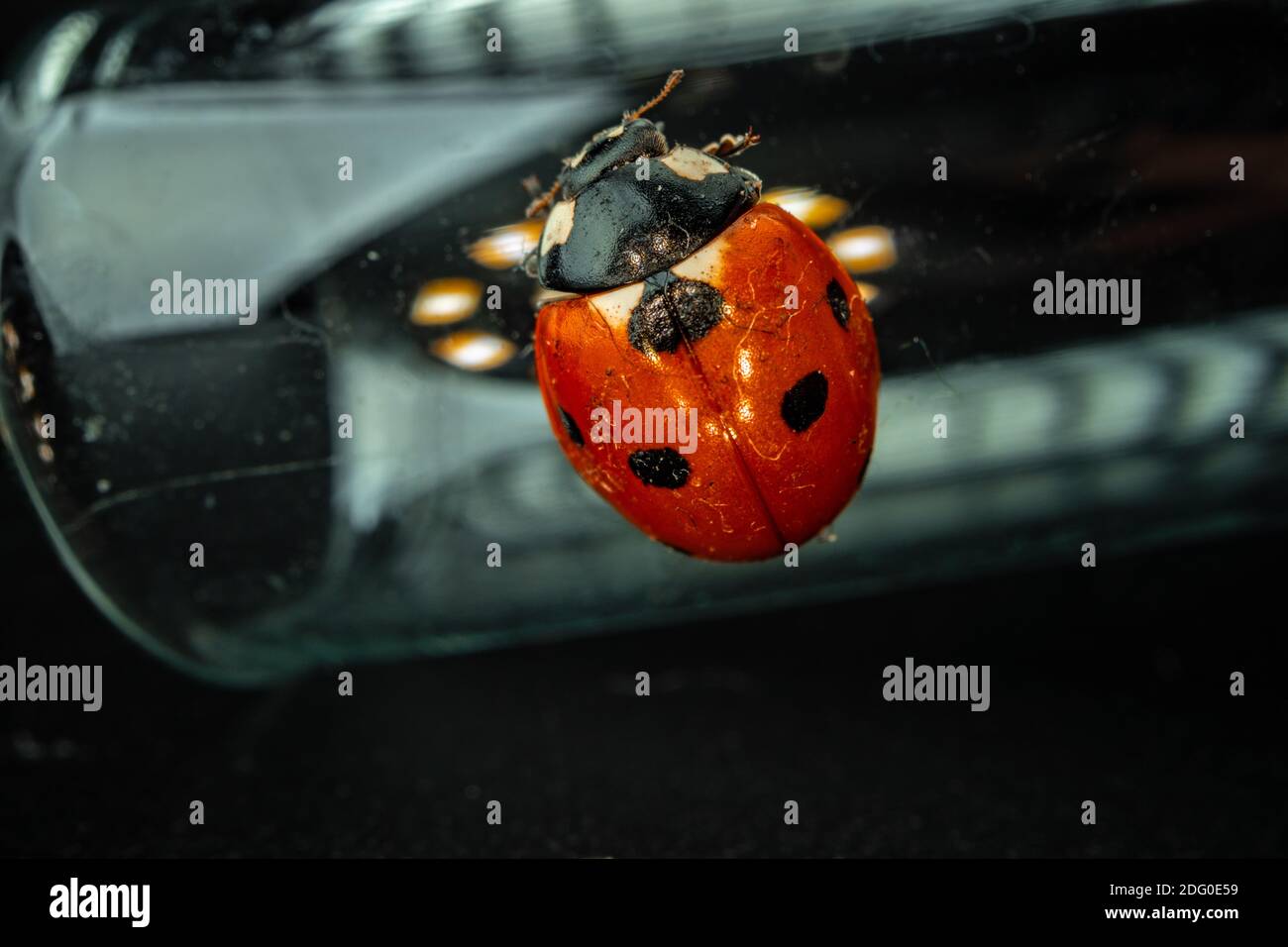 Macro photo of ladybug sitting on glass Stock Photo