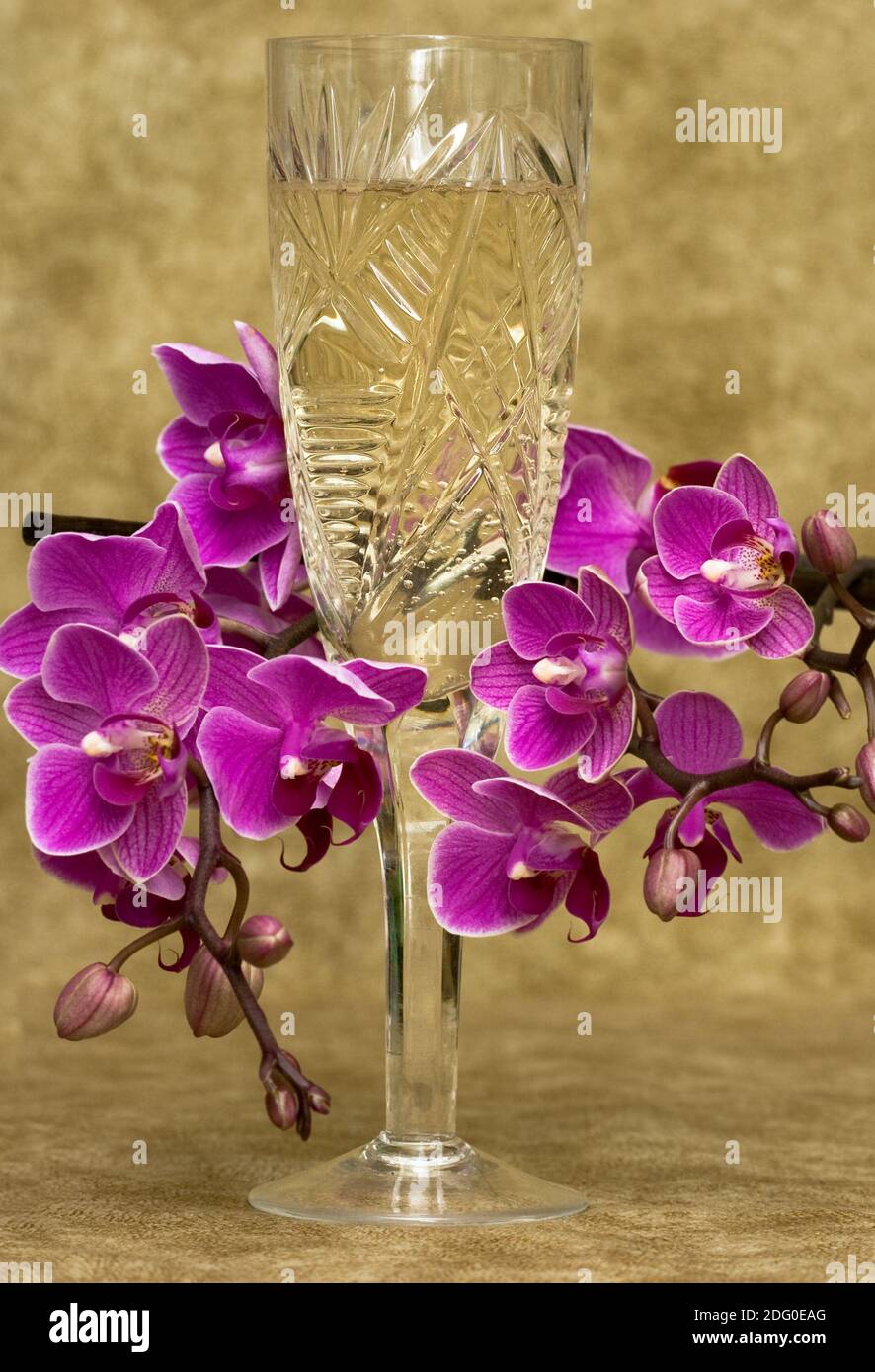 Glass With Champagne And Orchid Stock Photo Alamy Glass With Champagne And Orchid Stock Photo Alamy