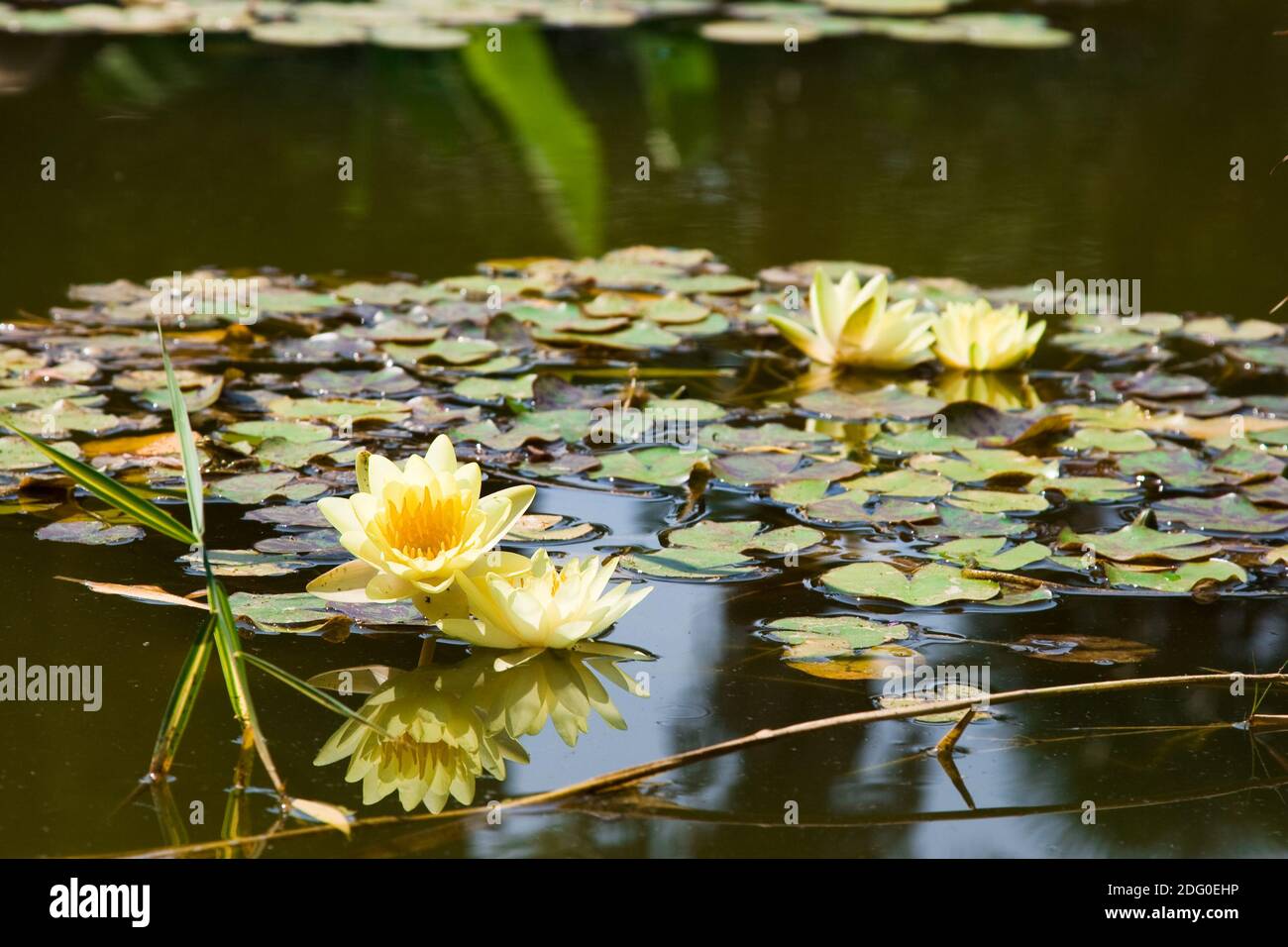 Beautiful yellow water lily (lotus Stock Photo - Alamy