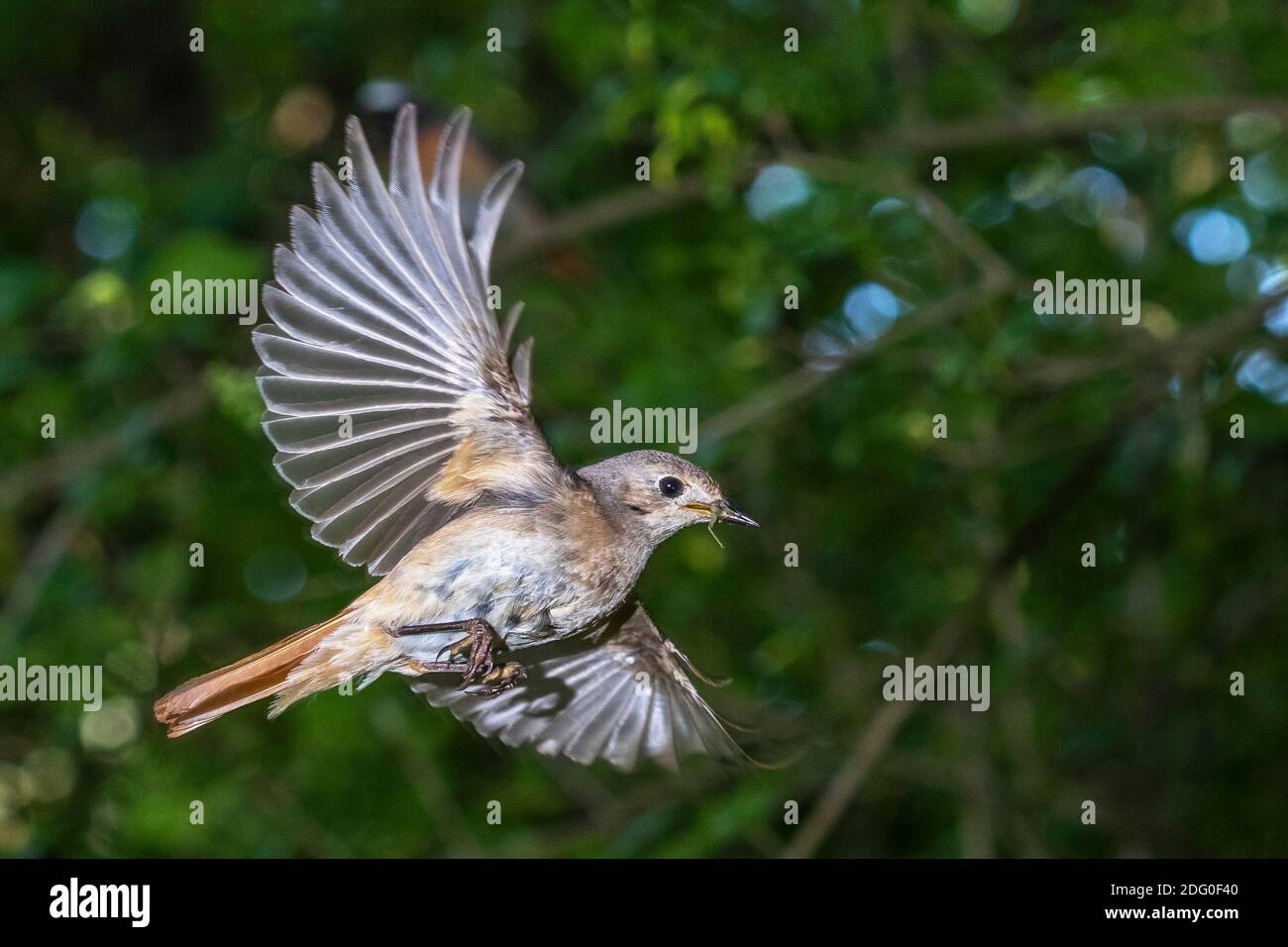 Gartenrotschwanz (Phoenicurus phoenicurus) Weibchen Stock Photo