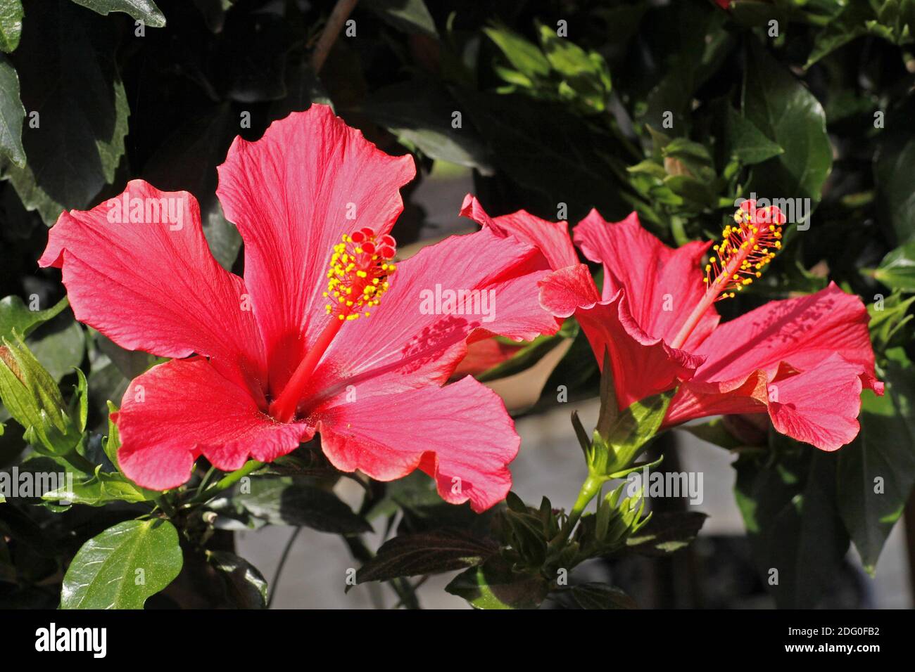 Hibiscus rosa sinensis hibiscus hi-res stock photography and images - Alamy