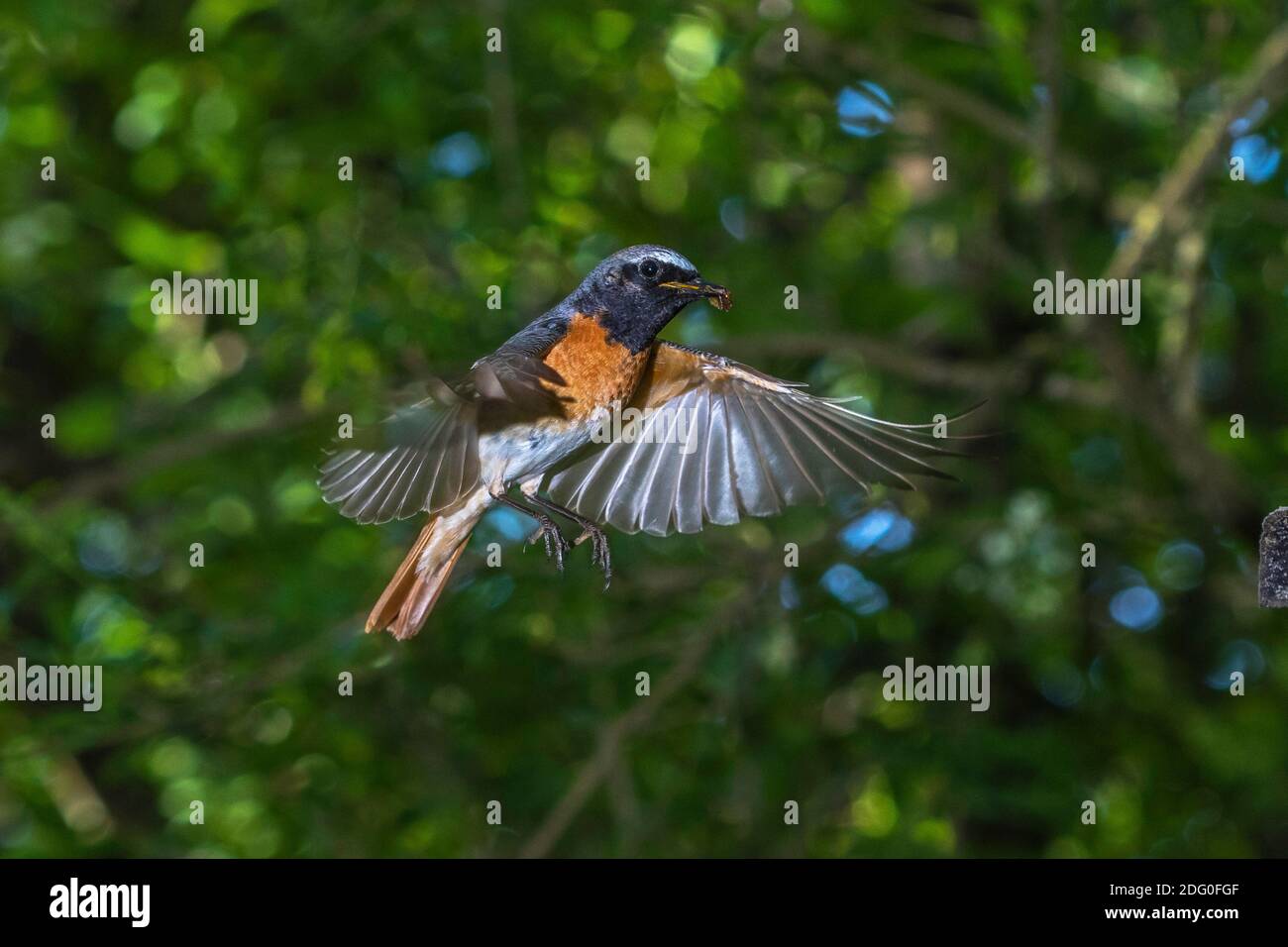 Gartenrotschwanz (Phoenicurus phoenicurus) Männchen Stock Photo