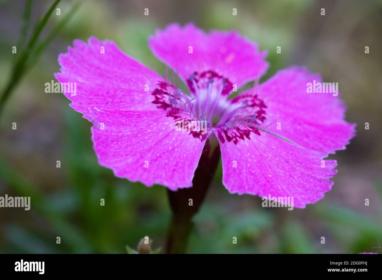 Nahaufnahme der Alpen-Nelke (Dianthus alpinus). Stock Photo