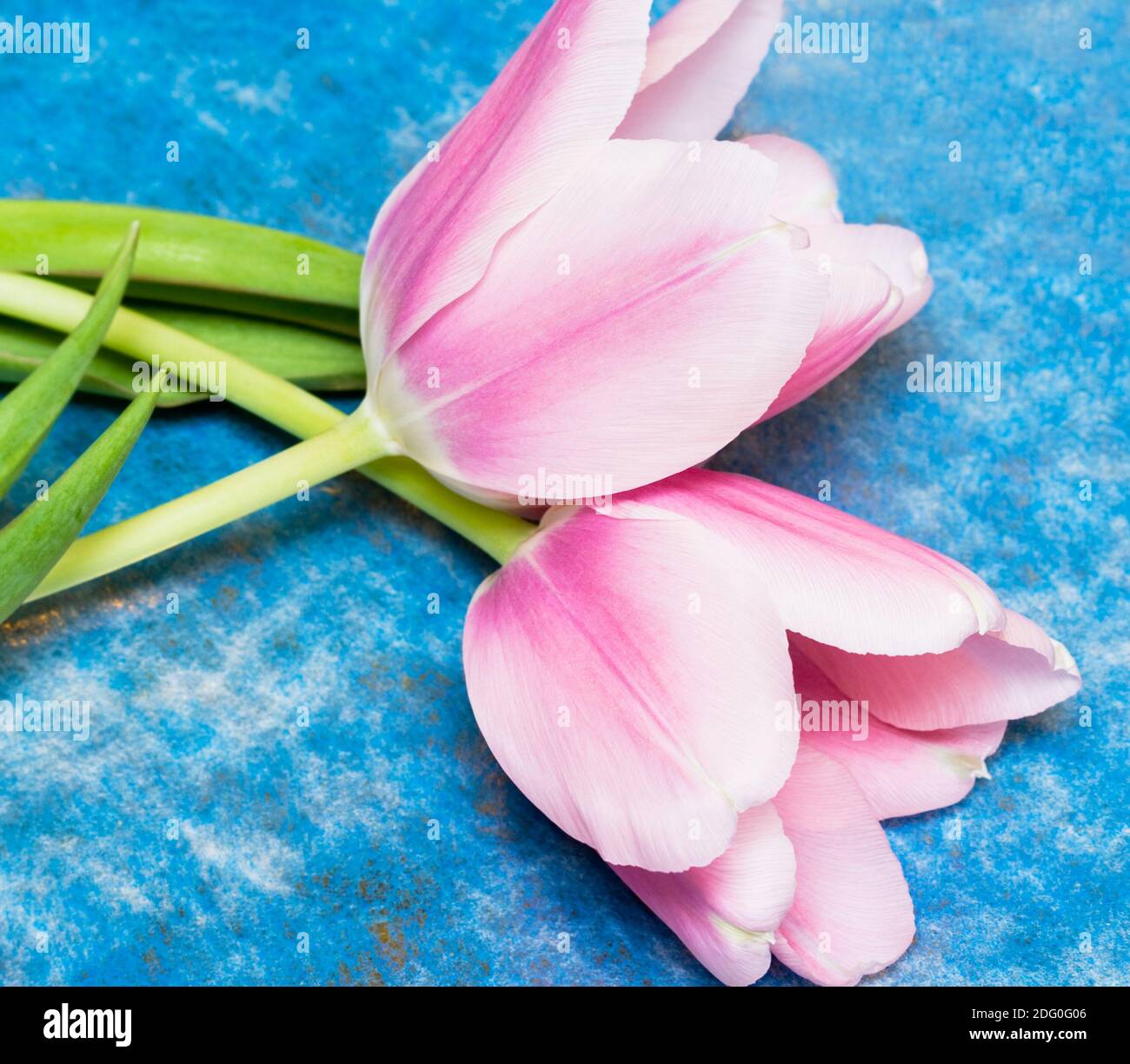 Pink tulips over blue background Stock Photo