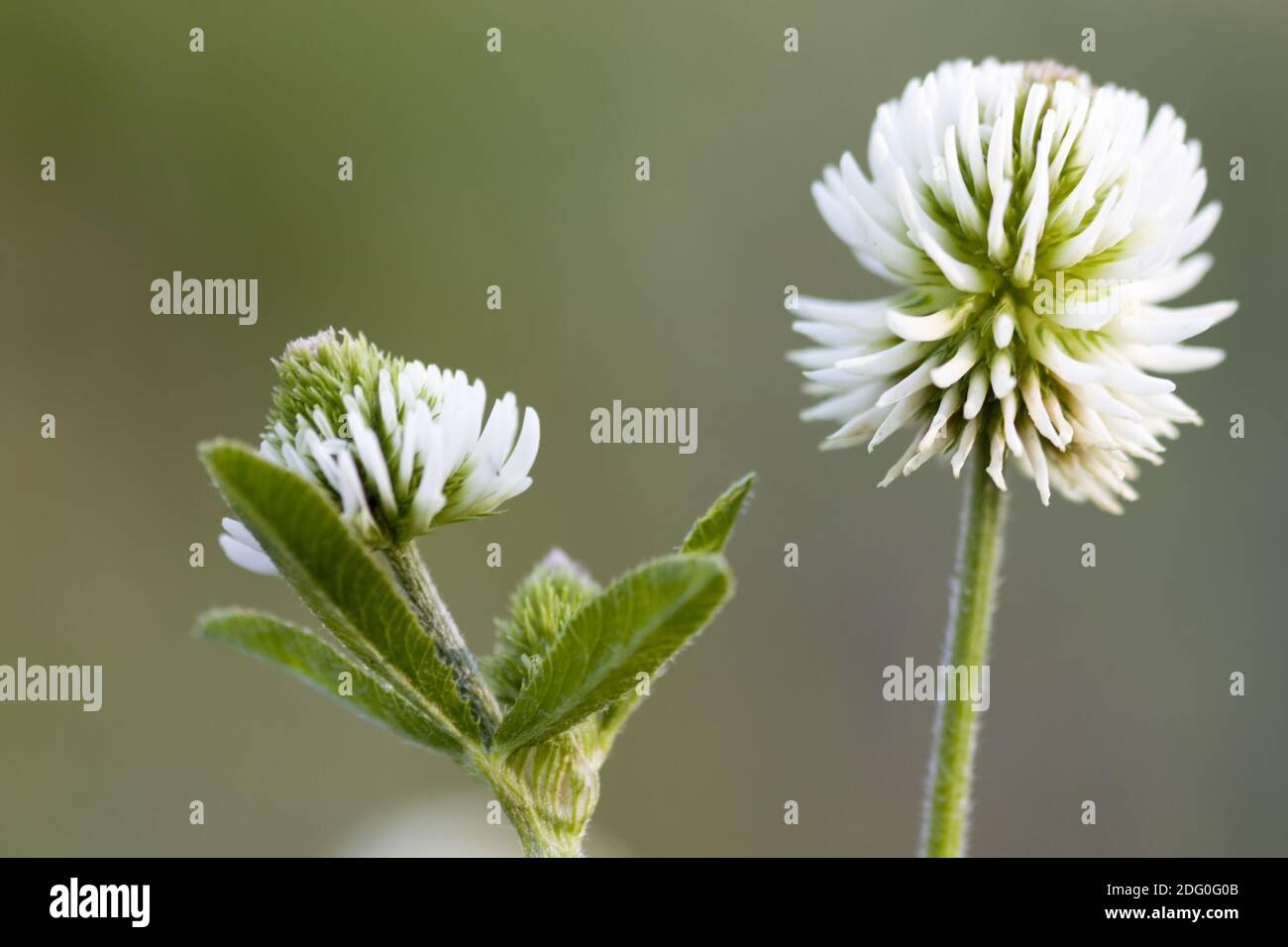 Nahaufnahme des Kahlen Berg Klee (Trifolium montanum). Stock Photo