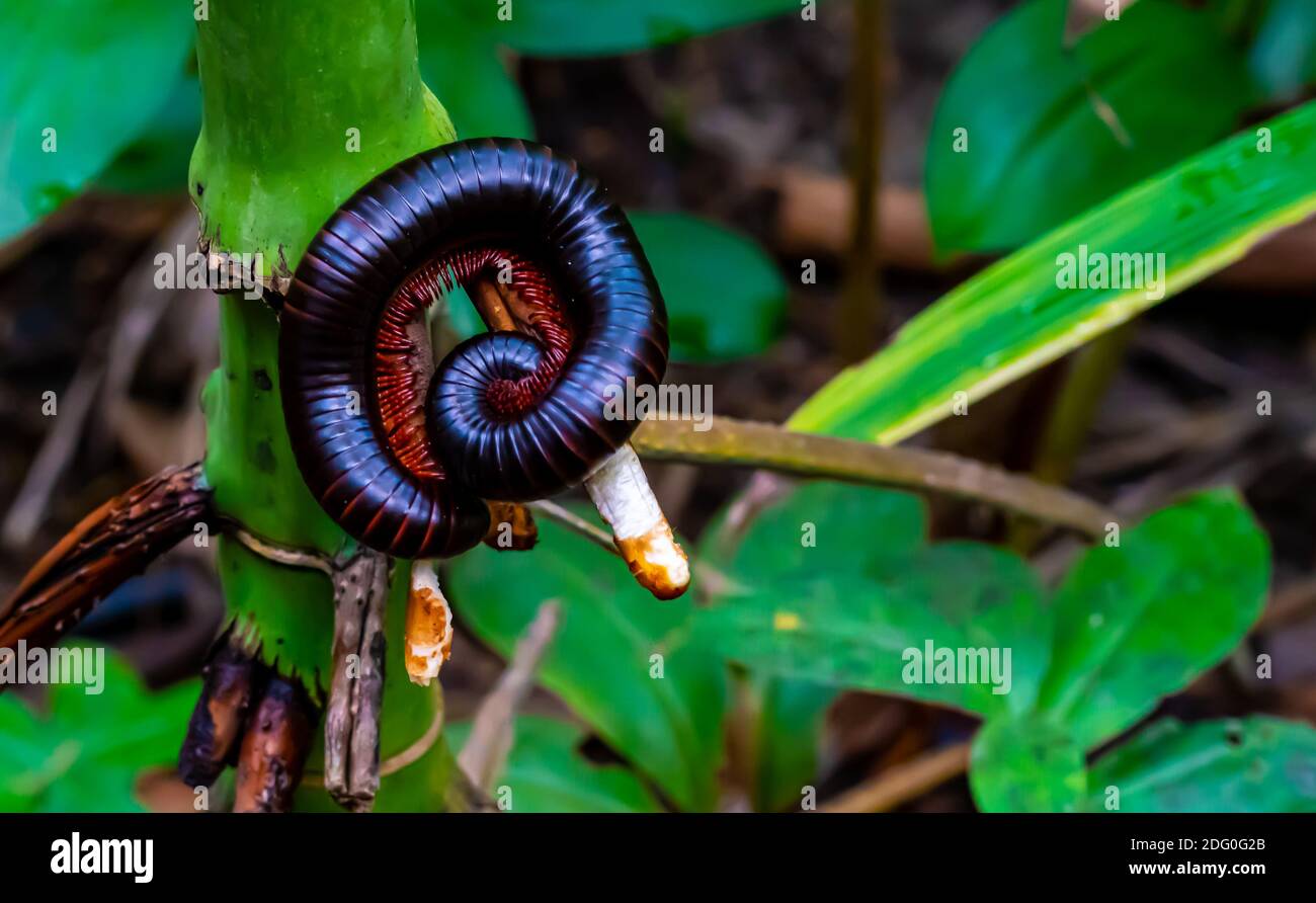 A giant millipede with red legs sits curled up on a branch in the rainforest.  Stock Photo