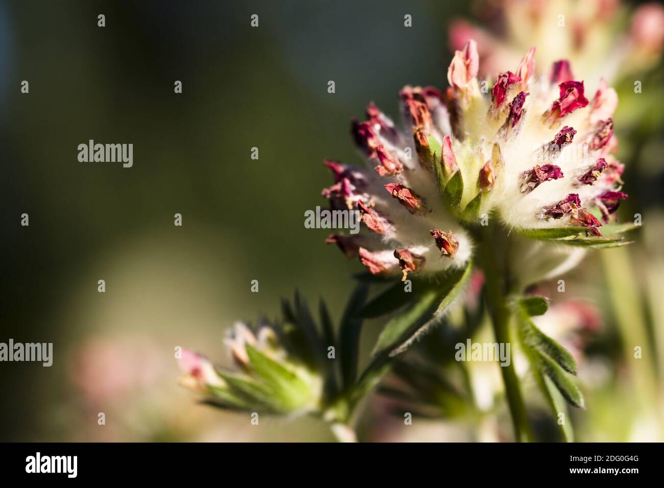 Nahaufnahme des Alpen-Wundklee (Anthyllis vulneraria). Stock Photo