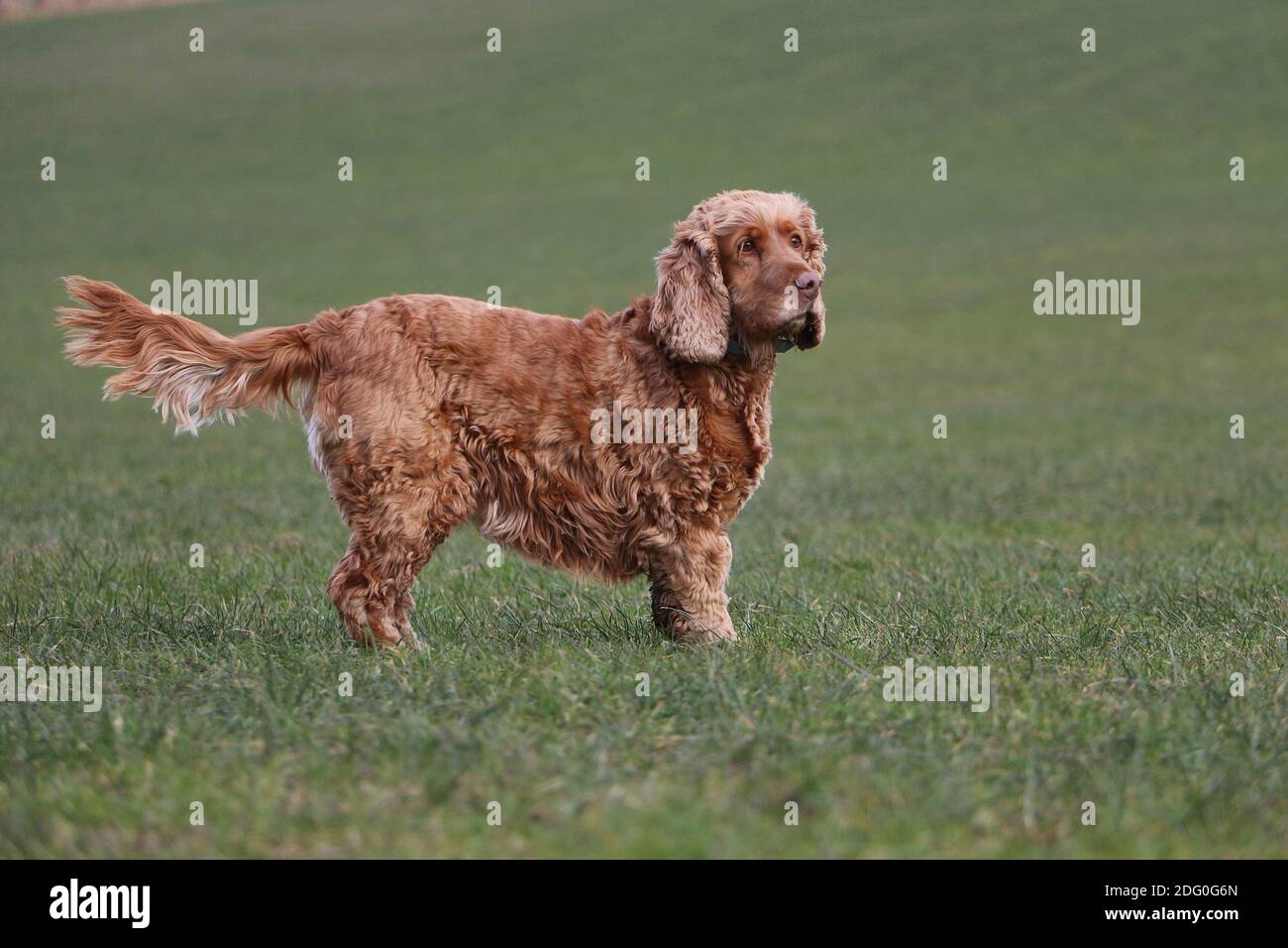Cocker Spaniel Playing Playing english cocker spaniel hi-res stock photography and images - Alamy