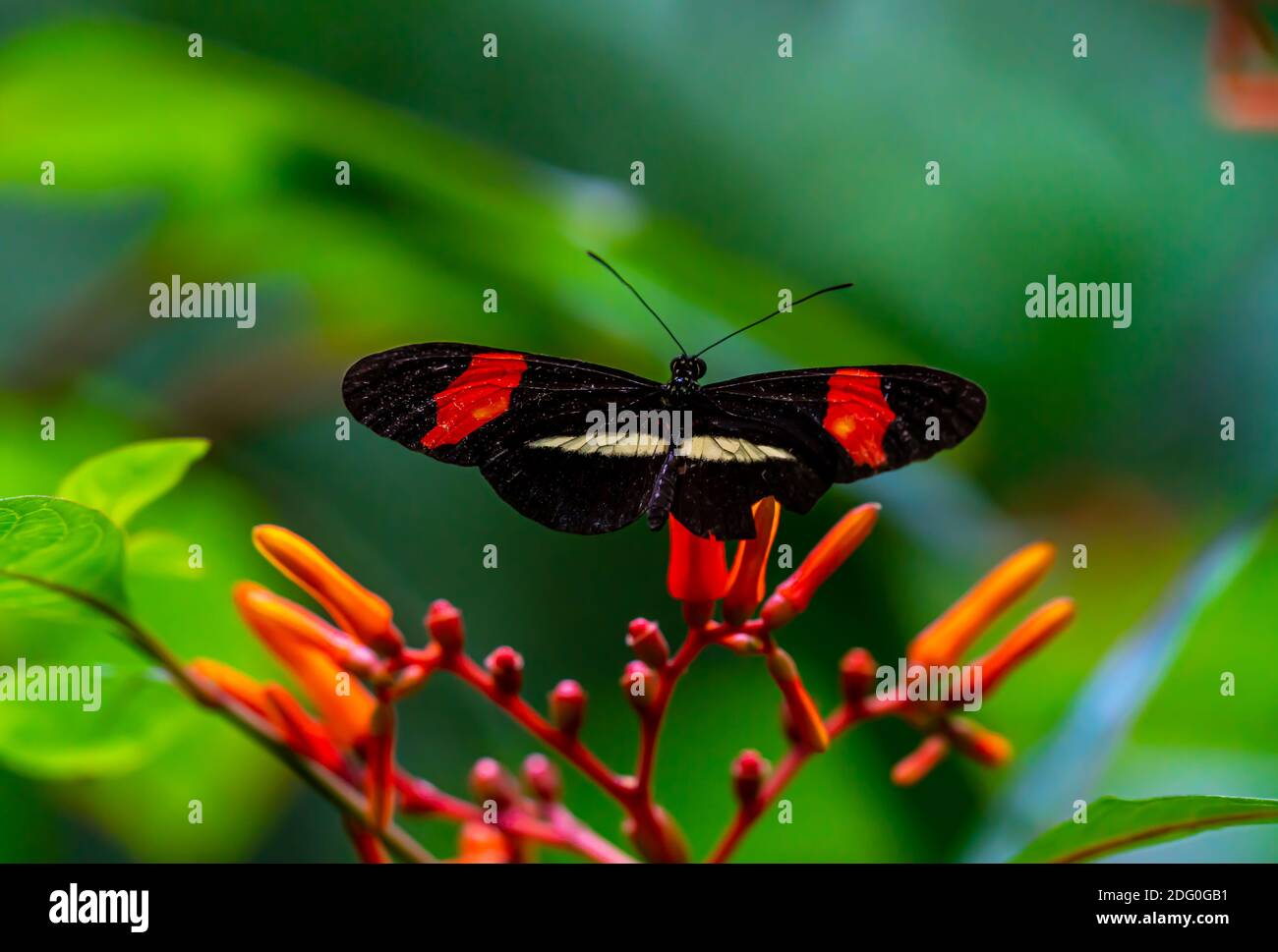 Postman butterfly resting on a red flower with its wings wide open.  Stock Photo