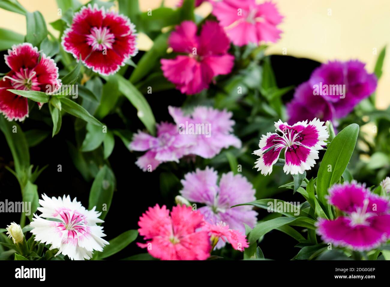Various types of Dianthus flowers blooming in garden, backyard house balcony, bought in grow bags from nursery. Multicolor shaded bi-color and single Stock Photo