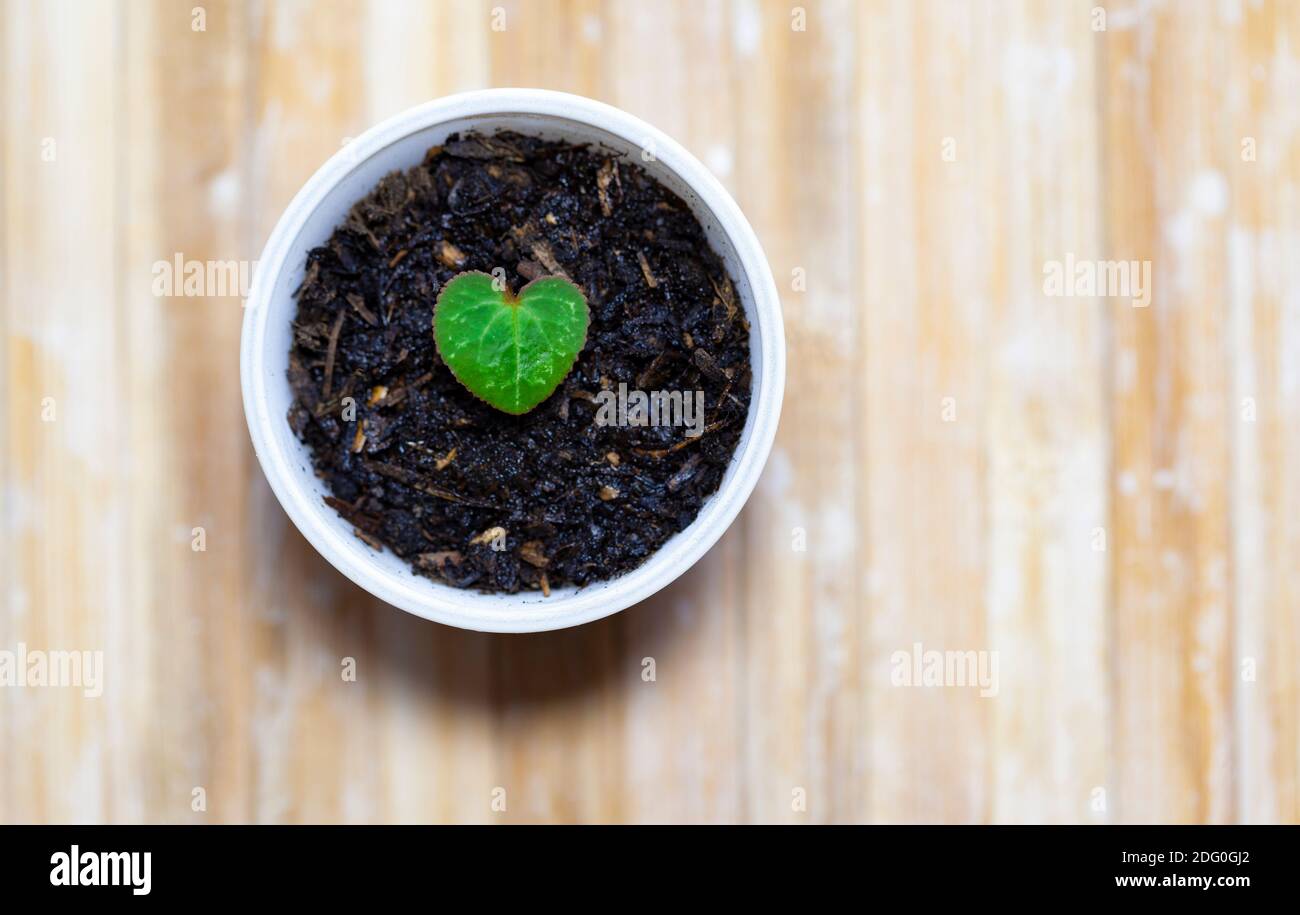 Cyclamen Heart shaped leaf in a tiny white pot (wood background) Stock Photo