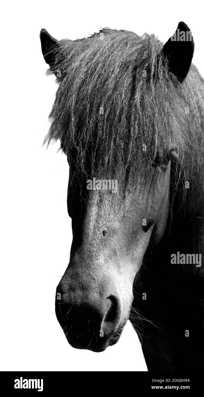 Horse Stock Photo