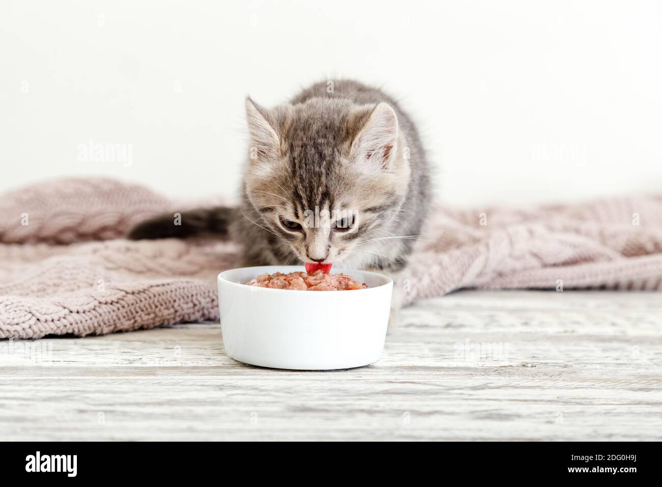 Tabby kitten eating food from white bowl on wooden floor. Baby cat eat junior food. Portrait of kitten while eating Stock Photo