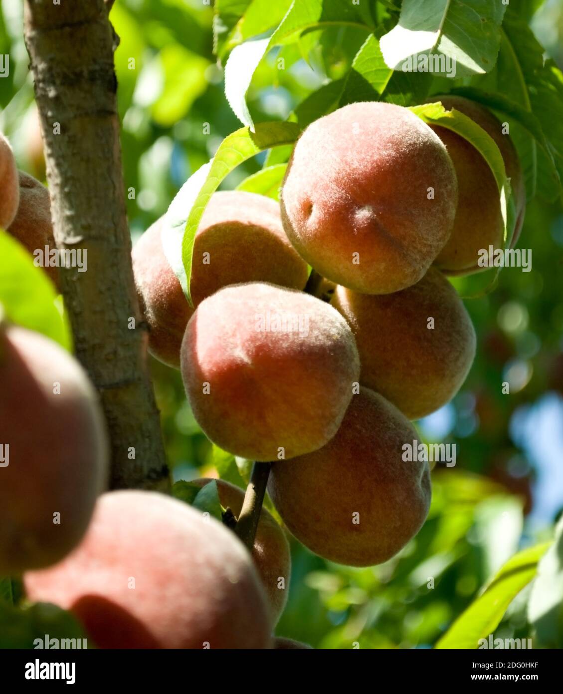 Peaches on tree Stock Photo