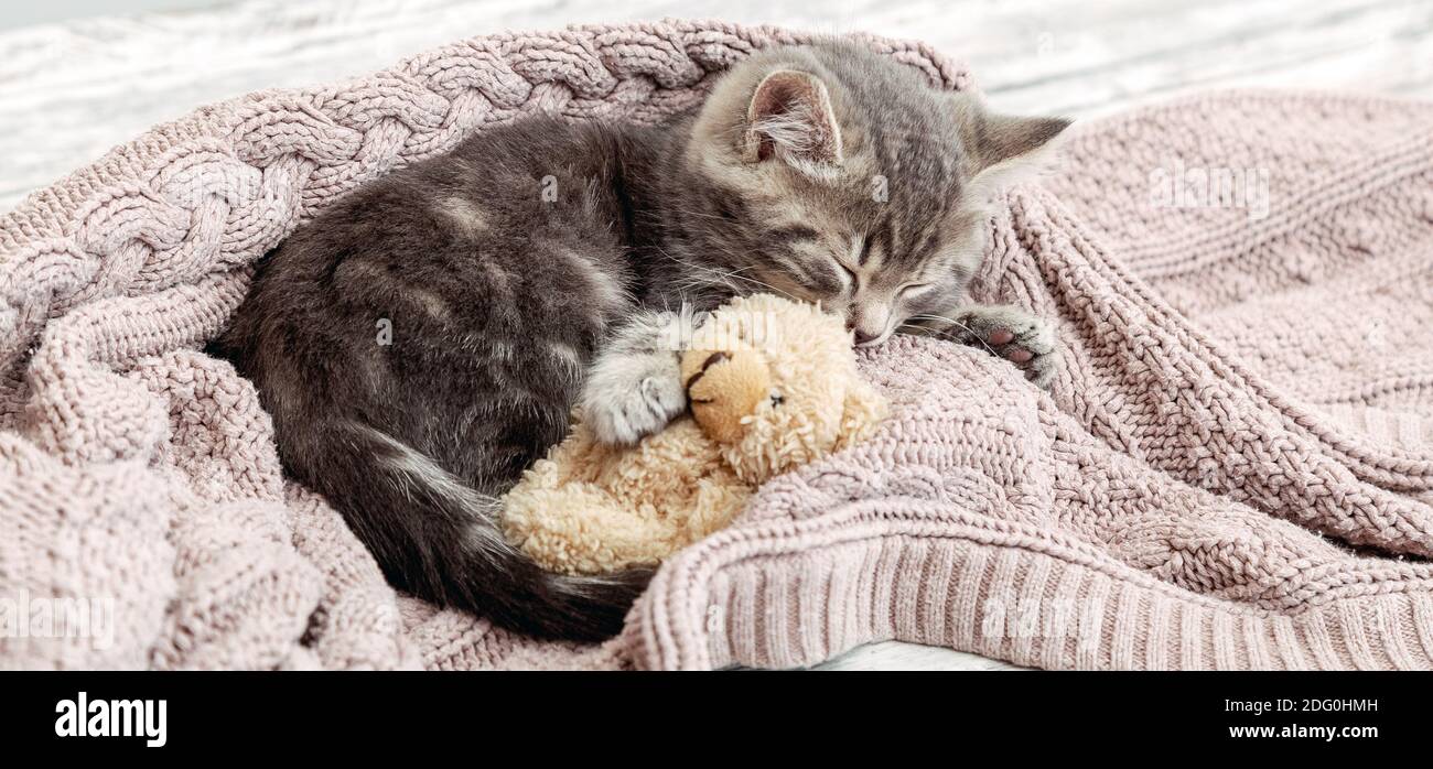 kitten hugging teddy bear