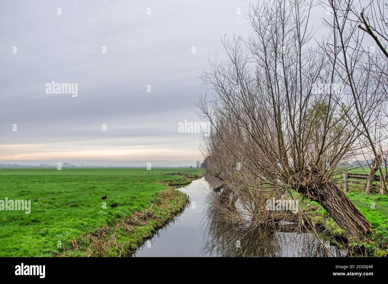 Pollard willows between a polder ditch and the Tiendweg hiking trail between Haastrecht and Oudewater in the Netherlands on a cloudy winter day Stock Photo