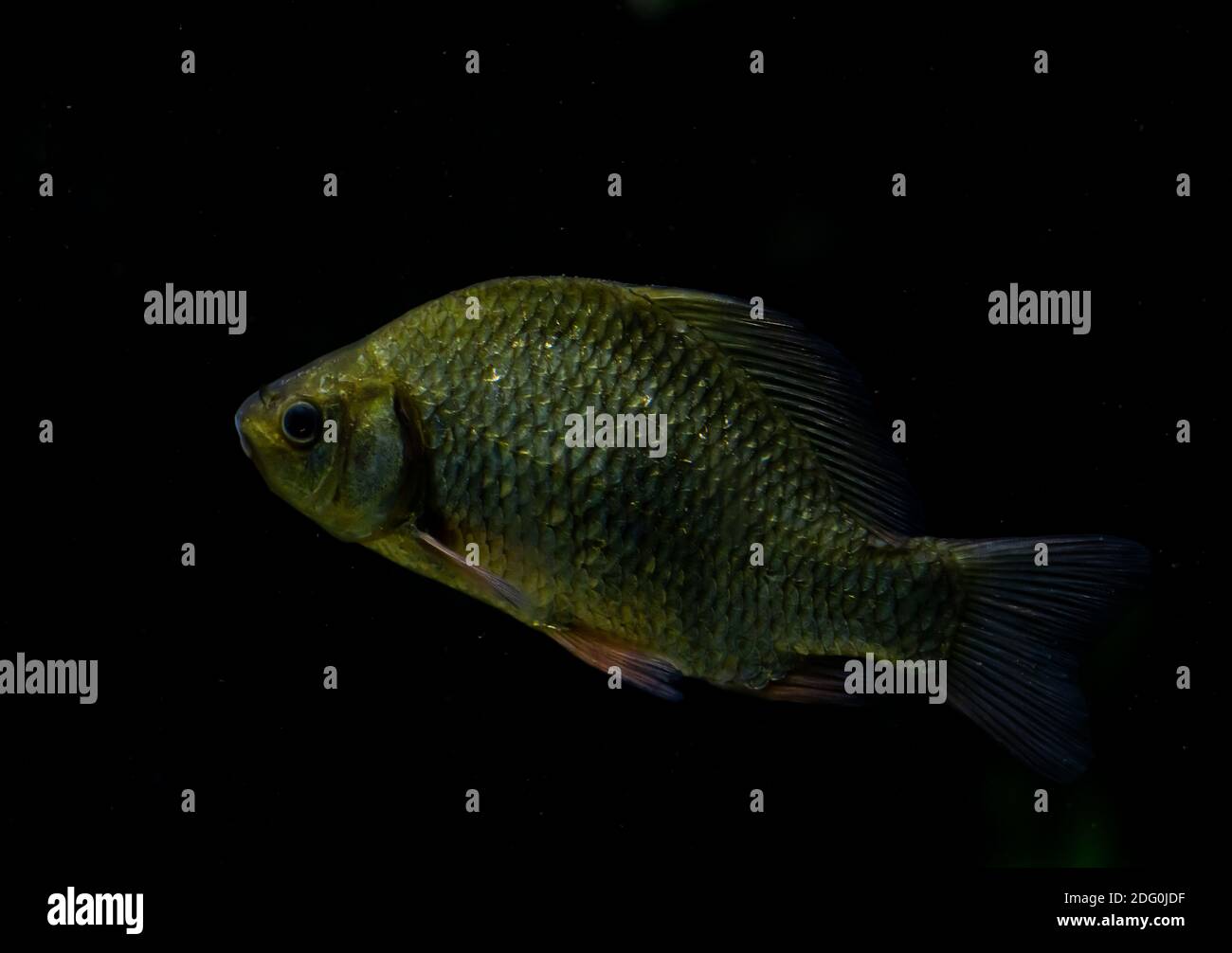 Prussian carp hi-res stock photography and images - Alamy